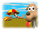 a dog at the beach